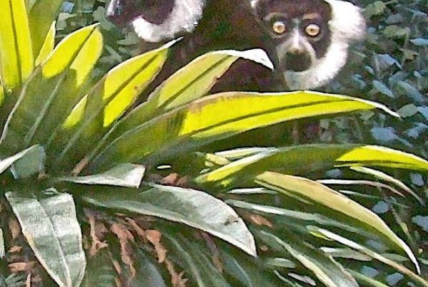 David Rock-Black-and-White-Lemurs