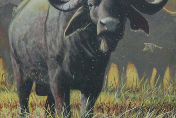 David Rock - Cape Buffalo
