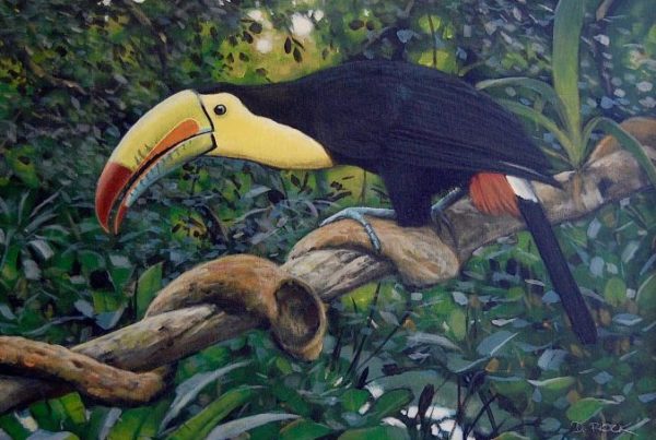 David Rock - Keel-Billed Toucan