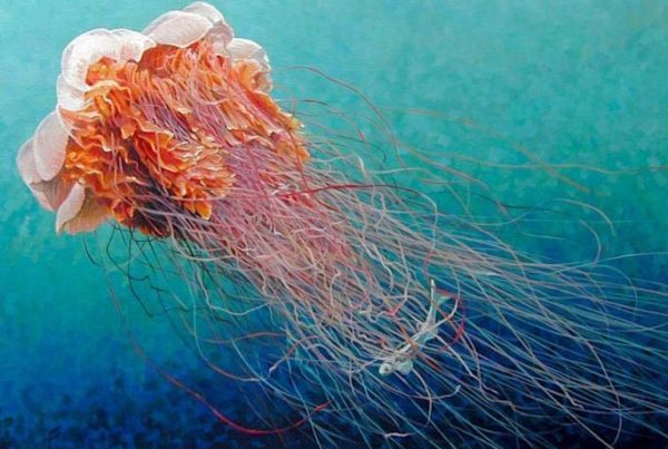 David Rock-Jellyfish-Monterey-Bay-Aquarium