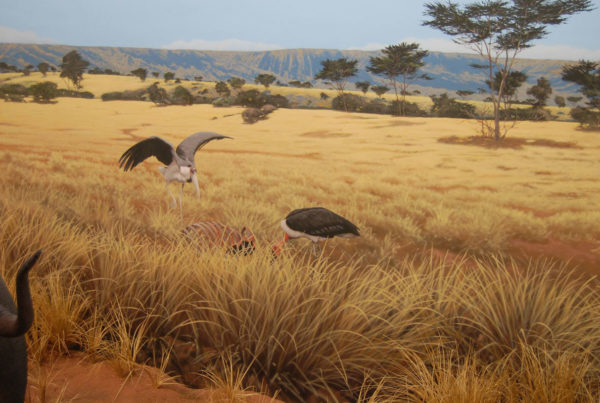 David Rock-maribu-storks-Wildlife Experience Museum