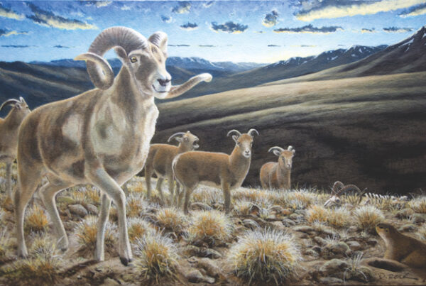 Argali Sheep Painting
